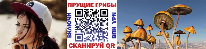 Псилоцибиновые грибы Cubensis  darknet Telegram  Пионерский 